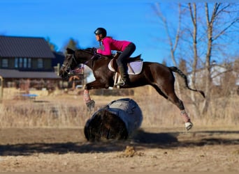 Quarter horse américain, Jument, 7 Ans, 142 cm, Noir