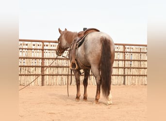 Quarter horse américain Croisé, Jument, 7 Ans, 142 cm, Rouan Rouge