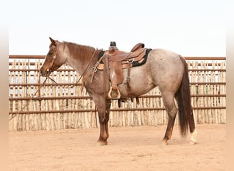 Quarter horse américain Croisé, Jument, 7 Ans, 142 cm, Rouan Rouge