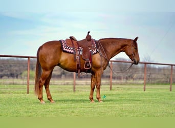 Quarter horse américain, Jument, 7 Ans, 145 cm, Alezan cuivré