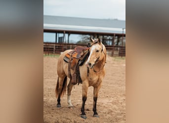 Quarter horse américain, Jument, 7 Ans, 145 cm, Buckskin