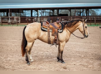 Quarter horse américain, Jument, 7 Ans, 145 cm, Buckskin