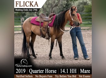 Quarter horse américain, Jument, 7 Ans, 145 cm, Buckskin