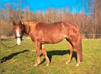Quarter horse américain, Jument, 7 Ans, 145 cm, Rabicano
