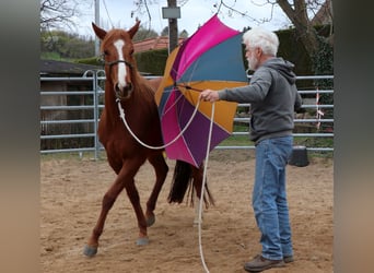 Quarter horse américain, Jument, 7 Ans, 146 cm, Alezan