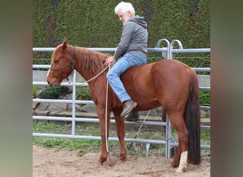 Quarter horse américain, Jument, 7 Ans, 146 cm, Alezan