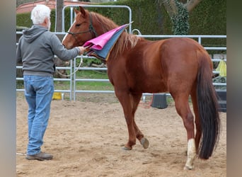 Quarter horse américain, Jument, 7 Ans, 146 cm, Alezan