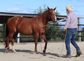 Quarter horse américain, Jument, 7 Ans, 146 cm, Alezan