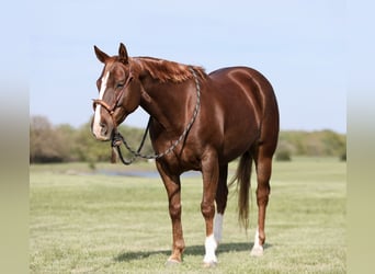 Quarter horse américain, Jument, 7 Ans, 147 cm, Alezan cuivré