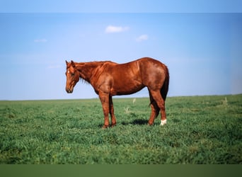 Quarter horse américain, Jument, 7 Ans, 147 cm, Alezan cuivré