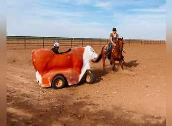 Quarter horse américain, Jument, 7 Ans, 147 cm, Alezan cuivré