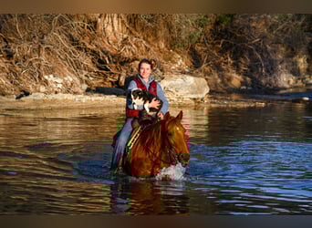 Quarter horse américain, Jument, 7 Ans, 147 cm, Alezan cuivré