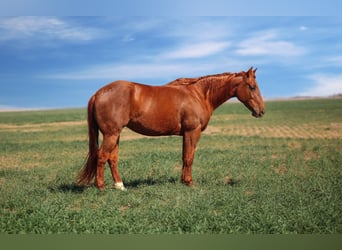 Quarter horse américain, Jument, 7 Ans, 147 cm, Alezan cuivré
