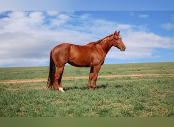 Quarter horse américain, Jument, 7 Ans, 147 cm, Alezan cuivré