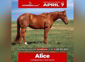 Quarter horse américain, Jument, 7 Ans, 147 cm, Alezan cuivré