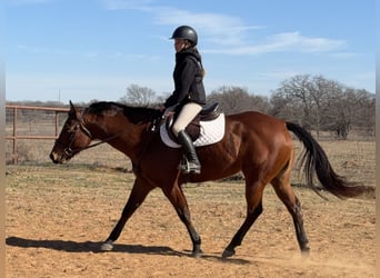 Quarter horse américain, Jument, 7 Ans, 147 cm, Bai cerise