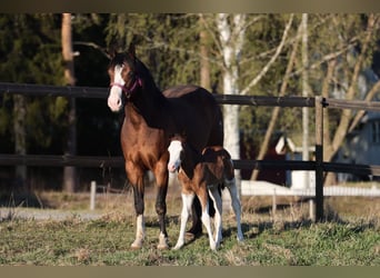 Quarter horse américain, Jument, 7 Ans, 147 cm, Bai