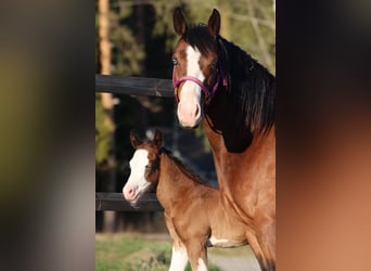 Quarter horse américain, Jument, 7 Ans, 147 cm, Bai