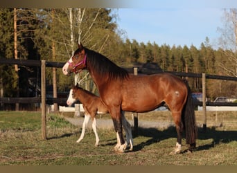 Quarter horse américain, Jument, 7 Ans, 147 cm, Bai