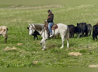 Quarter horse américain, Jument, 7 Ans, 147 cm, Gris