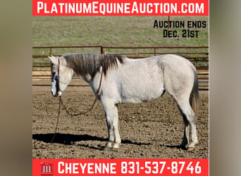 Quarter horse américain, Jument, 7 Ans, 147 cm, Gris