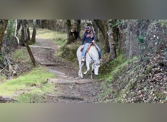 Quarter horse américain, Jument, 7 Ans, 147 cm, Gris