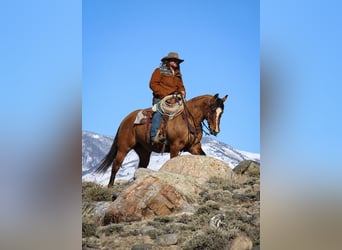Quarter horse américain, Jument, 7 Ans, 147 cm, Isabelle
