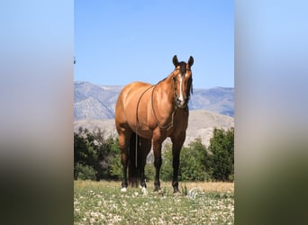 Quarter horse américain, Jument, 7 Ans, 147 cm, Isabelle