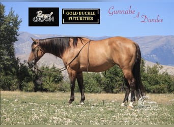 Quarter horse américain, Jument, 7 Ans, 147 cm, Isabelle