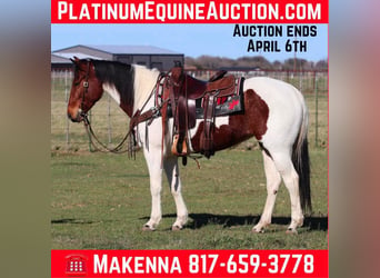 Quarter horse américain, Jument, 7 Ans, 147 cm, Tobiano-toutes couleurs