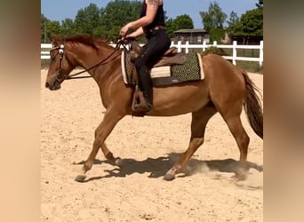 Quarter horse américain, Jument, 7 Ans, 148 cm, Alezan cuivré