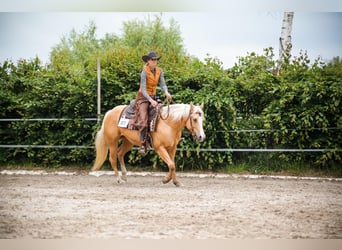 Quarter horse américain, Jument, 7 Ans, 148 cm, Palomino