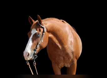 Quarter horse américain, Jument, 7 Ans, 148 cm, Rabicano