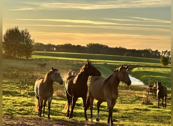Quarter horse américain, Jument, 7 Ans, 149 cm, Buckskin