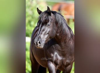 Quarter horse américain, Jument, 7 Ans, 149 cm, Noir