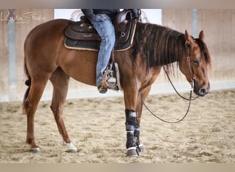 Quarter horse américain, Jument, 7 Ans, 150 cm, Alezan brûlé
