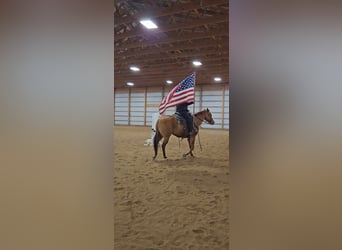 Quarter horse américain, Jument, 7 Ans, 150 cm, Alezan dun