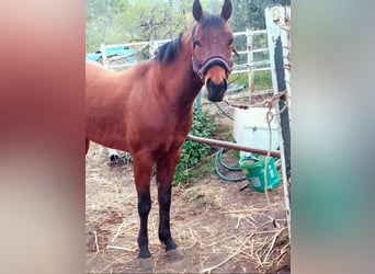 Quarter horse américain, Jument, 7 Ans, 150 cm, Bai brun