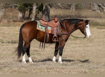 Quarter horse américain, Jument, 7 Ans, 150 cm, Bai cerise