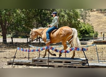 Quarter horse américain, Jument, 7 Ans, 150 cm, Palomino