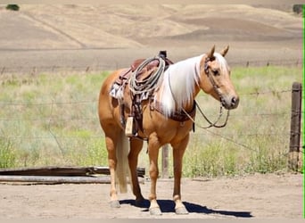 Quarter horse américain, Jument, 7 Ans, 150 cm, Palomino
