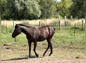 Quarter horse américain Croisé, Jument, 7 Ans, 151 cm, Noir