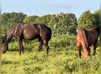 Quarter horse américain Croisé, Jument, 7 Ans, 151 cm, Noir