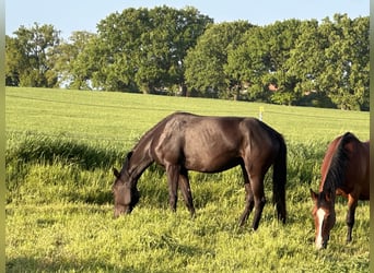 Quarter horse américain Croisé, Jument, 7 Ans, 151 cm, Noir
