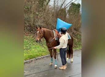 Quarter horse américain, Jument, 7 Ans, 151 cm