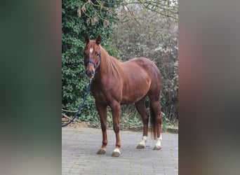 Quarter horse américain, Jument, 7 Ans, 151 cm