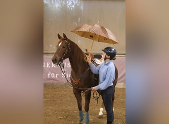 Quarter horse américain, Jument, 7 Ans, 151 cm