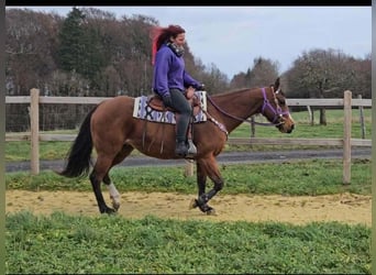 Quarter horse américain, Jument, 7 Ans, 152 cm, Bai