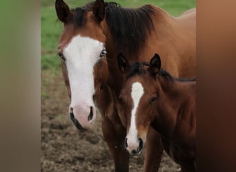 Quarter horse américain, Jument, 7 Ans, 152 cm, Bai
