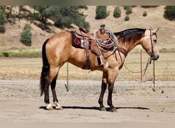 Quarter horse américain, Jument, 7 Ans, 152 cm, Buckskin